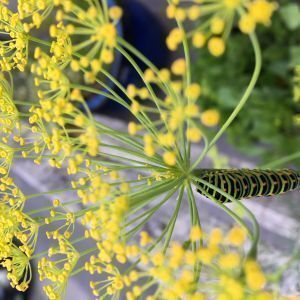 Avatar logo | Marina Guignard | Morlaix France | 360 3D VR tours