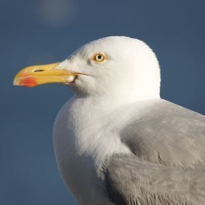 Avatar logo | jean-Pierre Gahagnon | La Baule-Escoublac France | 360 3D VR tours