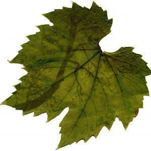 Avatar logo | Julia Escriva Carvalho | Brasília Brazil | 360 3D VR tours