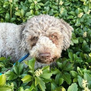 Avatar logo | Enzo De Luca | St. Gallen Switzerland | 360 3D VR tours