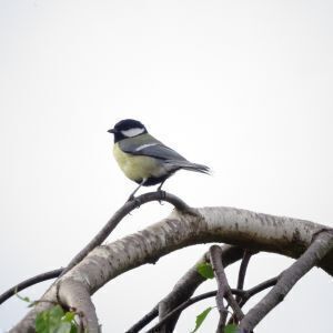 Avatar logo | ANDRE | Francescas France | 360 3D VR tours